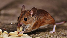24 Hour & Emergency Exterminators in Aylmer, ND